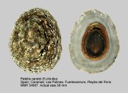 Patella candei